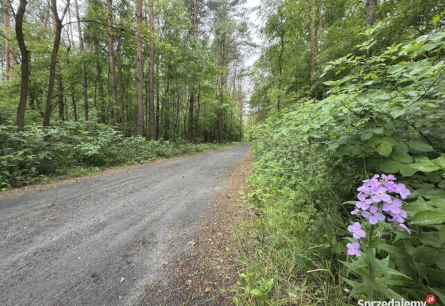 8 działek budowlanych w środku lasu, Bardzynin gmina Dalików