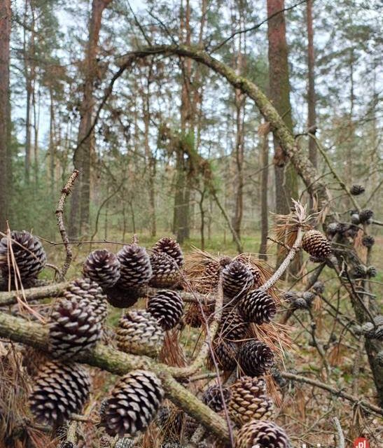 Dwie działki leśne Mianów, gmina Lutomiersk