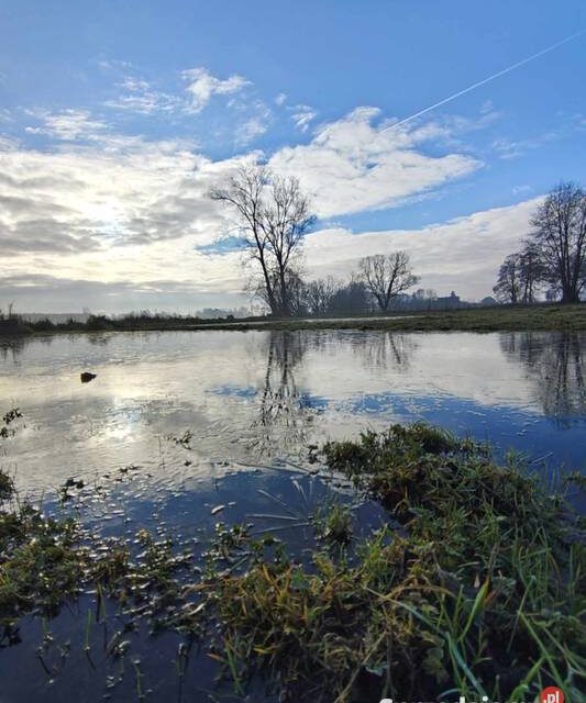 Siedlisko o powierzchni 1.6 ha Bałdrzychów, gmina Poddębice