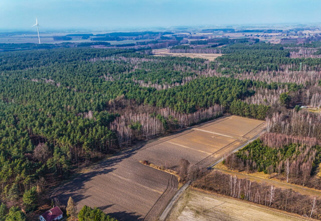 Działka, Gołaszyny